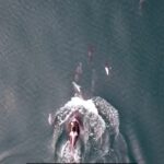 Imagini în premieră: Comportament complet neașteptat observat la balene și delfini. Ce fac împreună, ca o echipă bine sudată (Video)