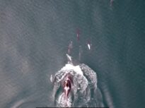 Imagini în premieră: Comportament complet neașteptat observat la balene și delfini. Ce fac împreună, ca o echipă bine sudată (Video)