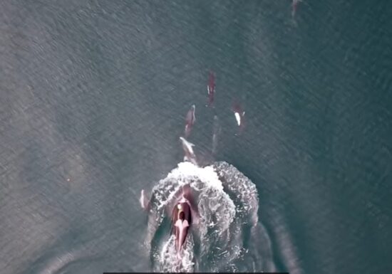 Imagini în premieră: Comportament complet neașteptat observat la balene și delfini. Ce fac împreună, ca o echipă bine sudată (Video)