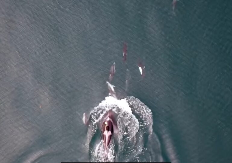 Imagini în premieră: Comportament complet neașteptat observat la balene și delfini. Ce fac împreună, ca o echipă bine sudată (Video)