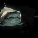 Descoperirea care schimbă ce se știa despre rechini. Cum arătau strămoșii lor, din vremea dinozaurilor