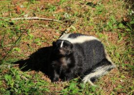 Eveniment excepțional de rar: Un bărbat a murit de rabie, după un transplant de la un donator zgâriat de sconcs