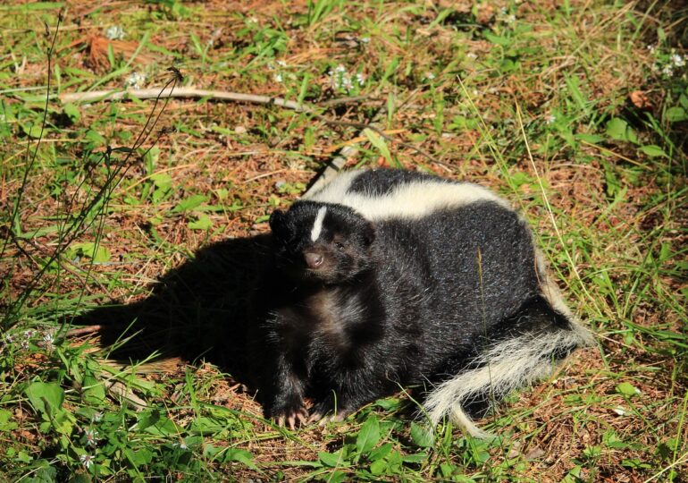 Eveniment excepțional de rar: Un bărbat a murit de rabie, după un transplant de la un donator zgâriat de sconcs