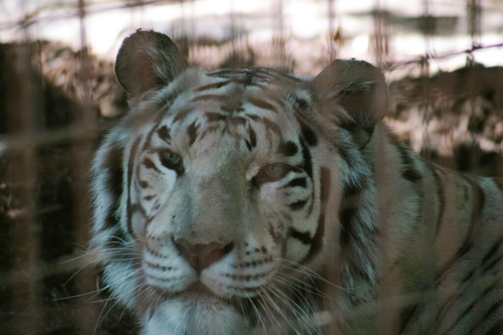 Un tigru alb de la Zoo Craiova a murit după ce ar fi înghițit plastic aruncat de vizitatori