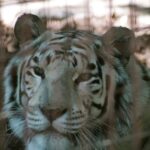 Un tigru alb de la Zoo Craiova a murit după ce ar fi înghițit plastic aruncat de vizitatori