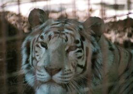 Un tigru alb de la Zoo Craiova a murit după ce ar fi înghițit plastic aruncat de vizitatori