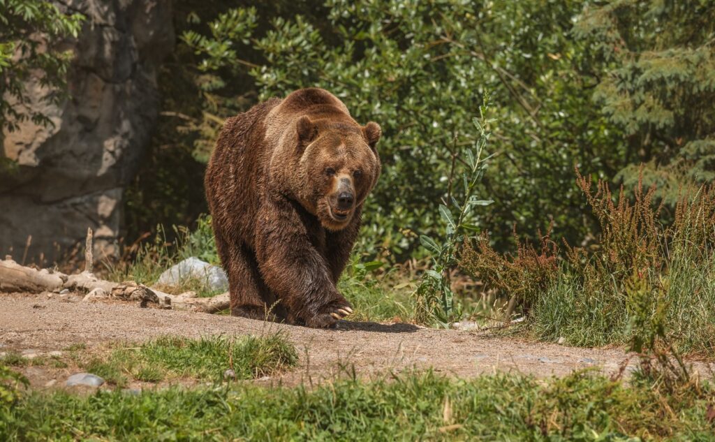 CCR a respins sesizările lui Nicușor Dan pe legea de împușcare a urșilor și regimul ariilor naturale protejate