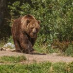 CCR a respins sesizările lui Nicușor Dan pe legea de împușcare a urșilor și regimul ariilor naturale protejate