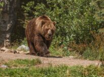 Jandarmii din Suceava au coborât de pe munte 37 de turiști polonezi care s-au întâlnit cu o ursoaică și puiul ei (Video)
