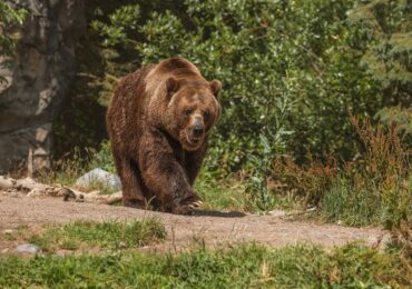 CCR a respins sesizările lui Nicușor Dan pe legea de împușcare a urșilor și regimul ariilor naturale protejate