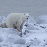 Un pui de urs polar orfan și-a găsit o mamă adoptivă. Așa ceva e extrem de rar în sălbăticie (Video)