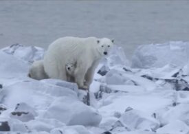 Un pui de urs polar orfan și-a găsit o mamă adoptivă. Așa ceva e extrem de rar în sălbăticie (Video)