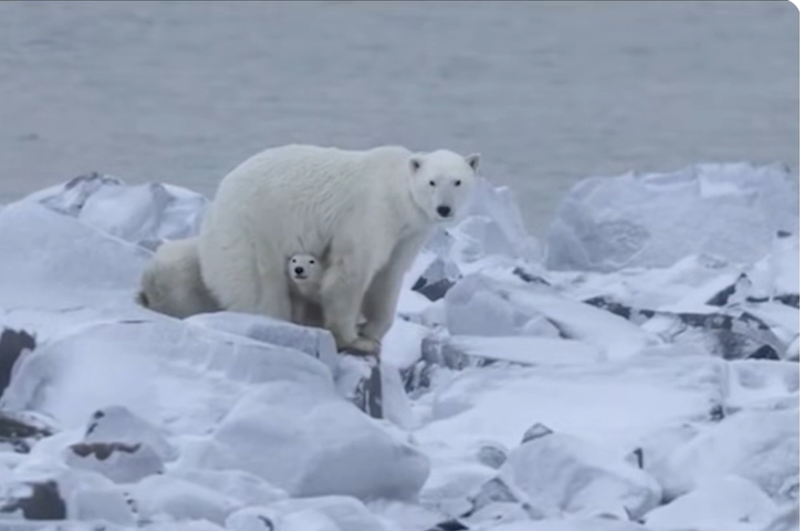 Un pui de urs polar orfan și-a găsit o mamă adoptivă. Așa ceva e extrem de rar în sălbăticie (Video)