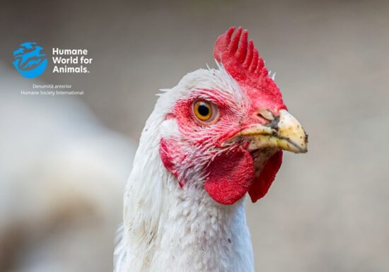 Giganții fast-food din România profită de suferința puilor, dar nu fac niciun progres în creșterea bunăstării animalelor