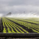 De ce terenurile agricole din România au devenit mai scumpe decât cele din Franța?