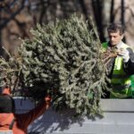 Unde arunci bradul după Sărbători ca să eviți amenzile