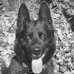 A murit câinele polițist Șuier, fosta emblemă a MAI (Foto)