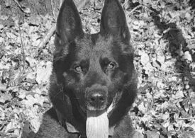 A murit câinele polițist Șuier, considerat emblema MAI