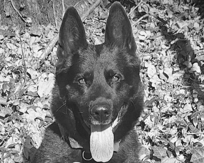 A murit câinele polițist Șuier, fosta emblemă a MAI (Foto)