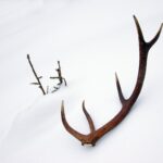 The unlikely thief with antlers (Video)