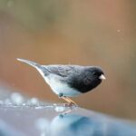 Forma ciocului acestei păsări s-a schimbat în timpul pandemiei: ce au observat cercetătorii