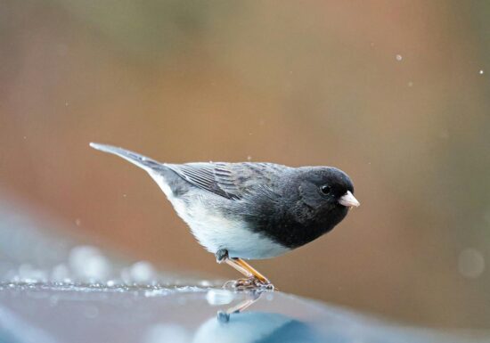 Forma ciocului acestei păsări s-a schimbat în timpul pandemiei: ce au observat cercetătorii