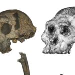 O primată misterioasă de acum 7 milioane de ani ar putea fi cel mai vechi hominid biped. Ce arată cel mai nou studiu