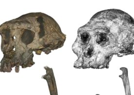 O primată misterioasă de acum 7 milioane de ani ar putea fi cel mai vechi hominid biped. Ce arată cel mai nou studiu