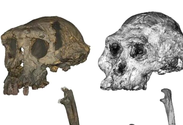O primată misterioasă de acum 7 milioane de ani ar putea fi cel mai vechi hominid biped. Ce arată cel mai nou studiu