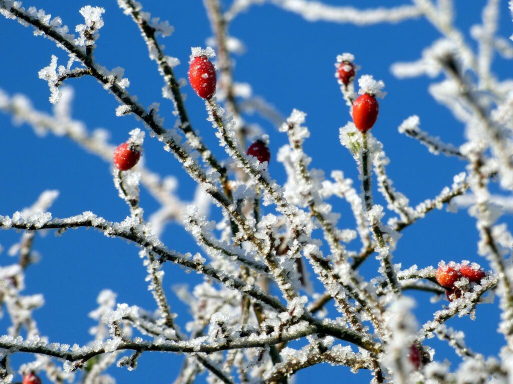 Cât mai ține frigul extrem. Meteorologii anunță un scurt respiro, urmat de un nou val de ger