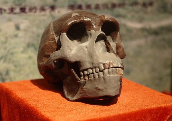 Putea Homo erectus să vorbească? Ce arată cel mai recent studiu