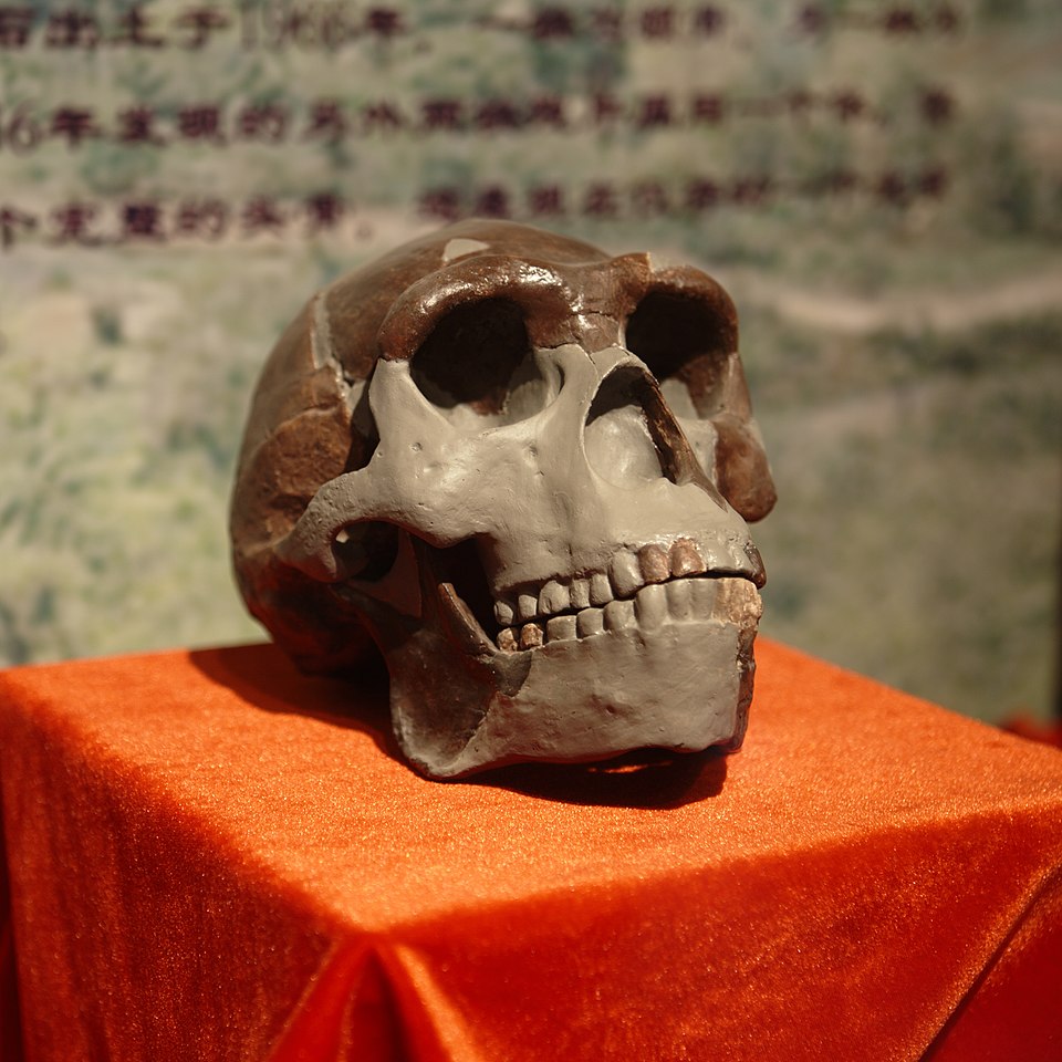 Putea Homo erectus să vorbească? Ce arată cel mai recent studiu