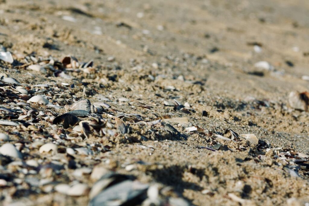 Alertă pe litoralul românesc: microplastice găsite în șprot, midii și rapană. Ajung direct în mâncarea noastră