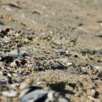 Alertă pe litoralul românesc: microplastice găsite în șprot, midii și rapană. Ajung direct în mâncarea noastră