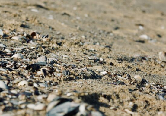 Alertă pe litoralul românesc: microplastice găsite în șprot, midii și rapană. Ajung direct în mâncarea noastră