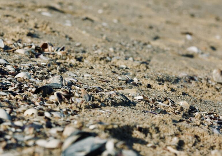 Alertă pe litoralul românesc: microplastice găsite în șprot, midii și rapană. Ajung direct în mâncarea noastră