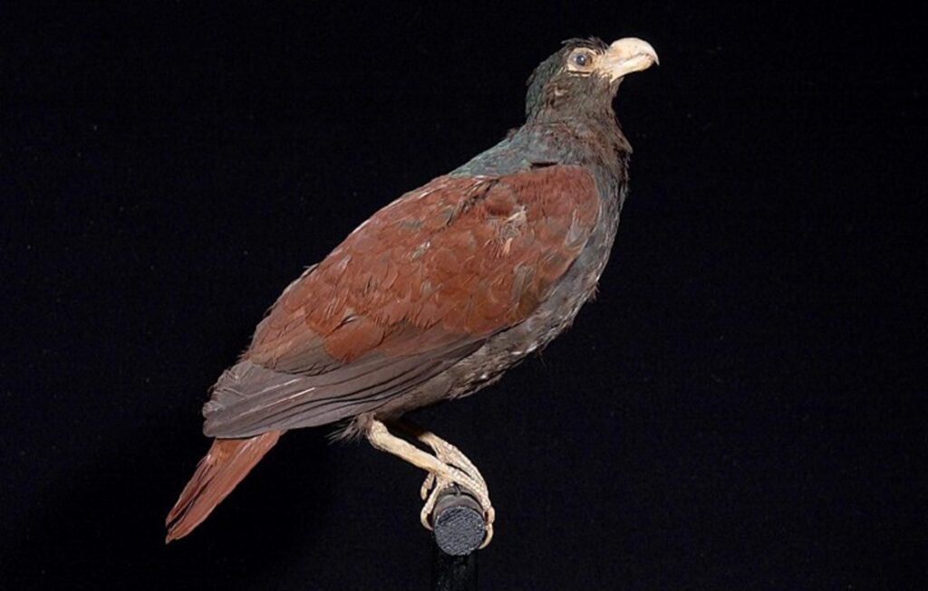 Ultima rudă a păsării dodo, observată într-o pădure tropicală îndepărtată