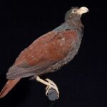 Ultima rudă a păsării dodo, observată într-o pădure tropicală îndepărtată