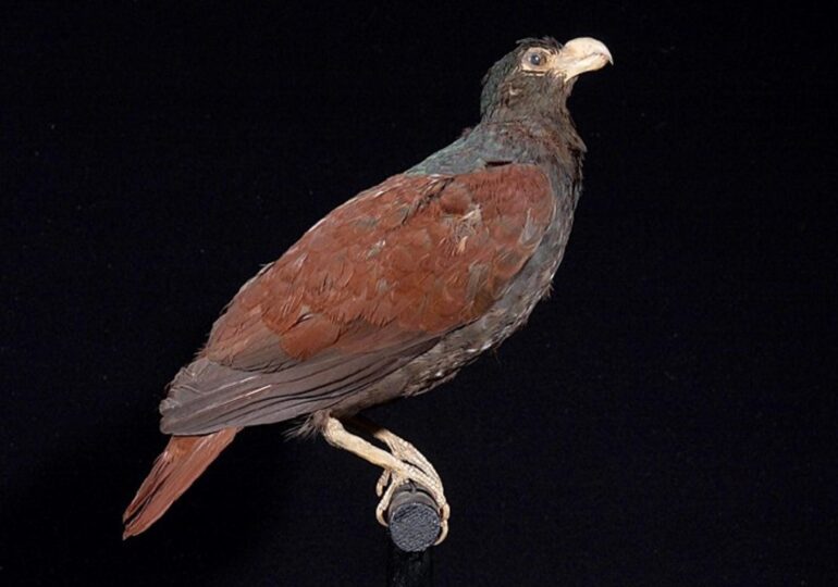 Ultima rudă a păsării dodo, observată într-o pădure tropicală îndepărtată