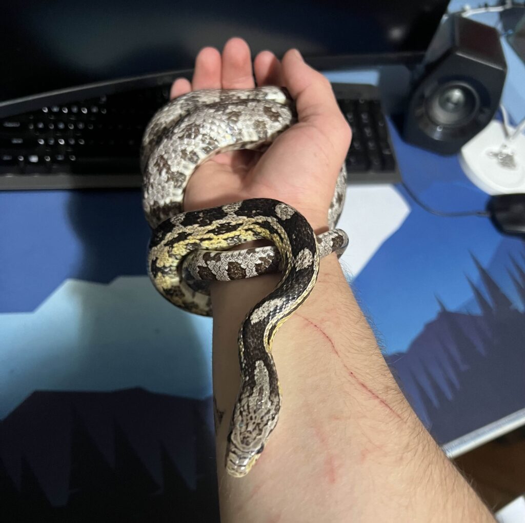 Crescătorie ilegală de reptile într-un apartament din Bihor: Șerpi, tarantule și 2 vipere veninoase pentru care nu există ser antiviperin în România (Foto)