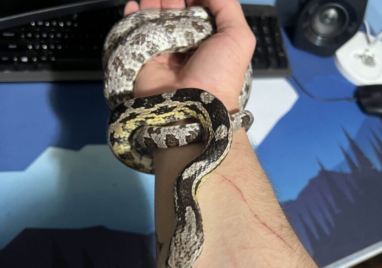Crescătorie ilegală de reptile într-un apartament din Bihor: Șerpi, tarantule și 2 vipere veninoase pentru care nu există ser antiviperin în România (Foto)