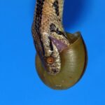 Există șerpi dreptaci și o explicație pentru această trăsătură evolutivă