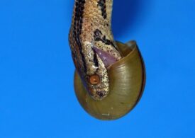 Există șerpi dreptaci și există o explicație pentru această trăsătură evolutivă