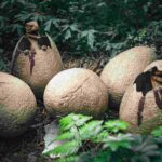 Povestea ultimelor zile ale dinozaurilor tocmai a fost rescrisă