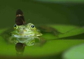 Specii noi sunt descoperite într-un ritm mai alert ca niciodată. Ce înseamnă asta și câte mai sunt de găsit