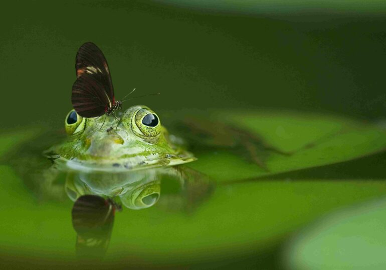 Specii noi sunt descoperite într-un ritm mai alert ca niciodată. Ce înseamnă asta și câte mai sunt de găsit