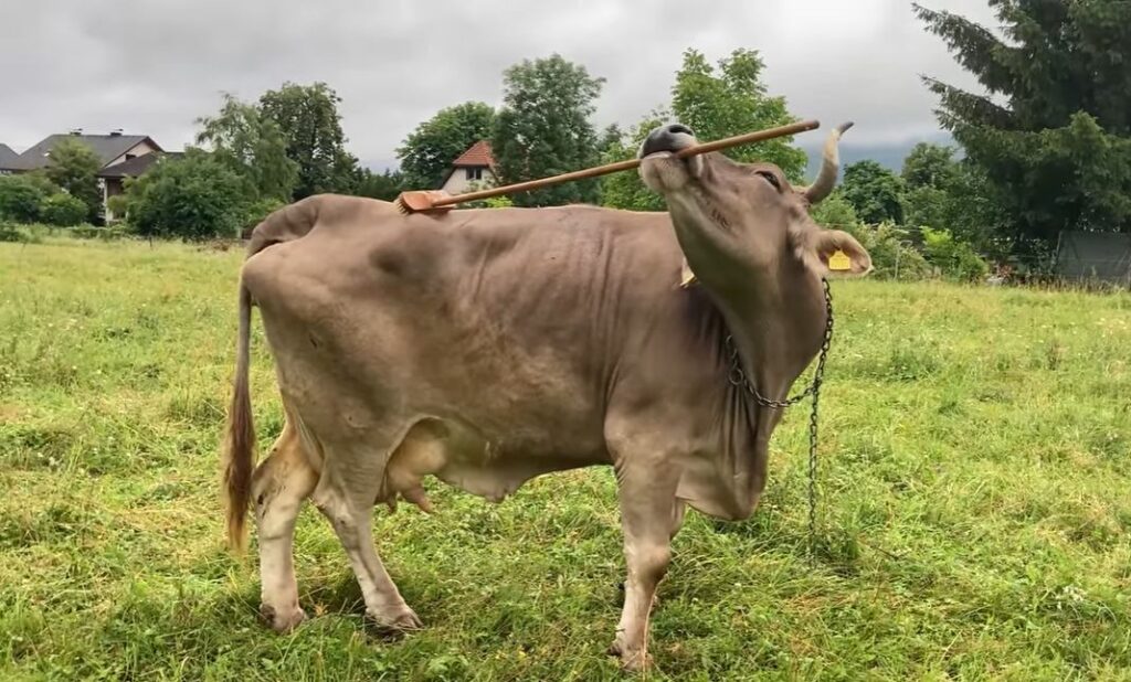 Mai inteligente decât credeam? O vacă obligă comunitatea științifică să regândească ce se știa despre bovine (Video)