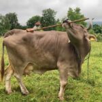 Mai inteligente decât credeam? O vacă obligă comunitatea științifică să regândească ce se știa despre bovine
