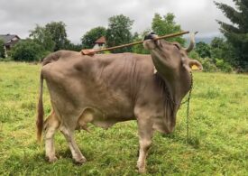 Mai inteligente decât credeam? O vacă obligă comunitatea științifică să regândească ce se știa despre bovine