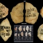 A fost descoperită cea mai veche dovadă a folosirii săgeților otrăvite